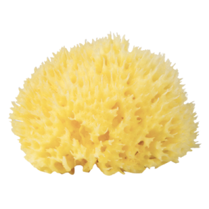 Babu - Burete natural de mare Honeycomb nr.12