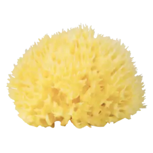 Babu - Burete natural de mare Honeycomb nr. 12